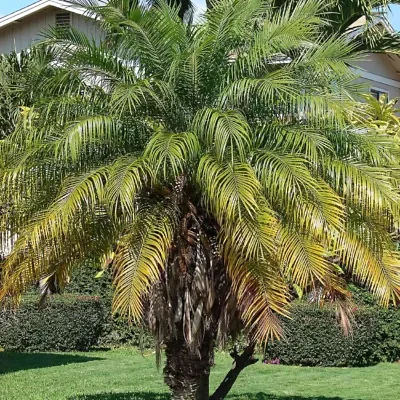 Phoenix roebelenii - Dwarf Date Palm, Pygmy Date Palm, Miniature Date Palm, Tamareira Anã, Tamareira Pigmeu, Tamareira miniatura