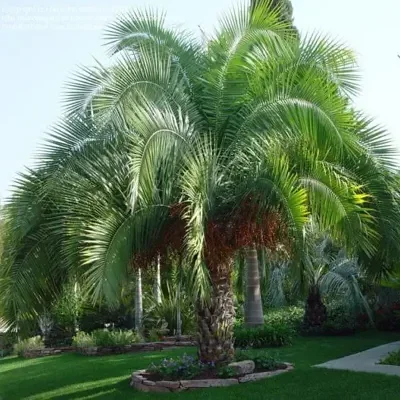 Phoenix rupicola - Cliff Date Palm
