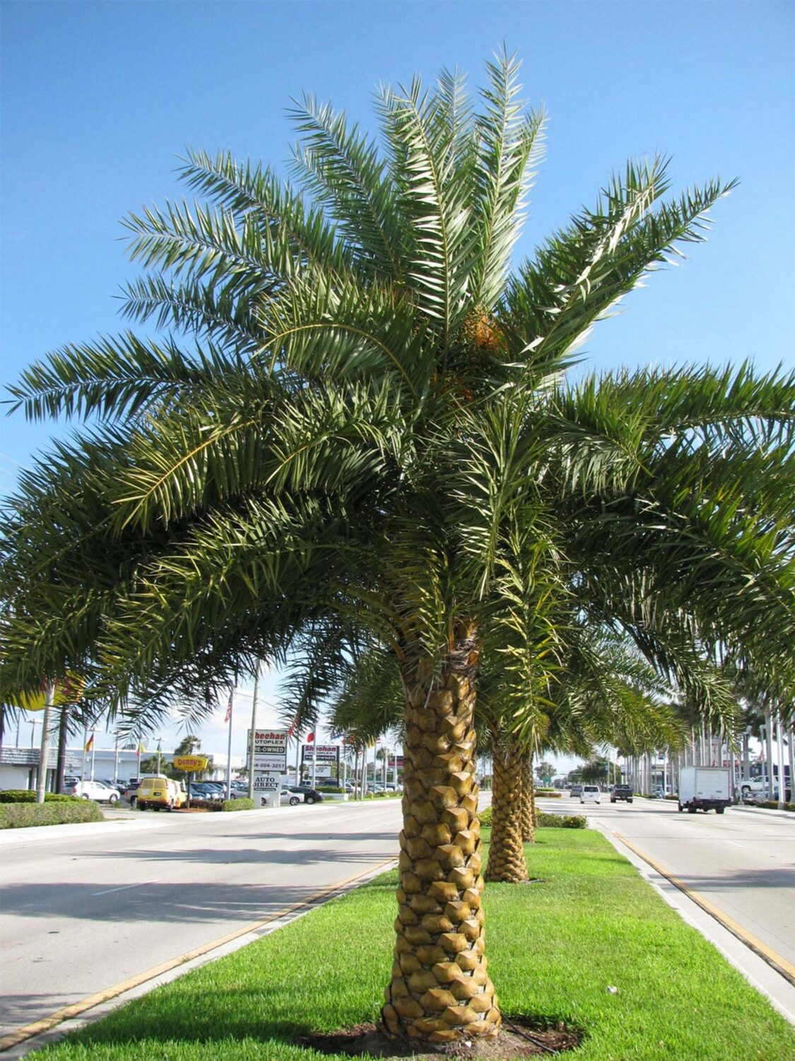 Phoenix sylvestris - Silver Date Palm, Indian Date, Sugar Date Palm or Wild Date Palm