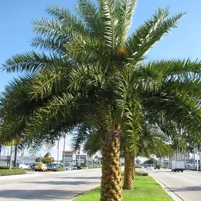 Phoenix sylvestris - Silver Date Palm, Indian Date, Sugar Date Palm or Wild Date Palm