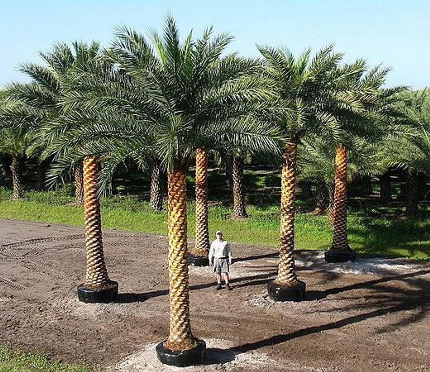 Phoenix sylvestris - Silver Date Palm, Indian Date, Sugar Date Palm or Wild Date Palm - Image 3