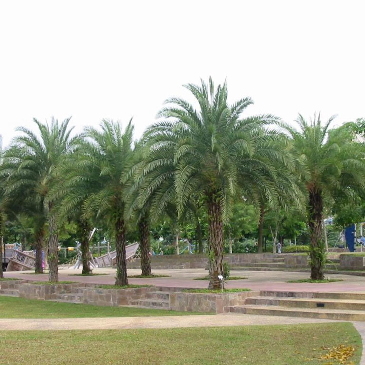 Phoenix sylvestris - Silver Date Palm, Indian Date, Sugar Date Palm or Wild Date Palm - Image 4