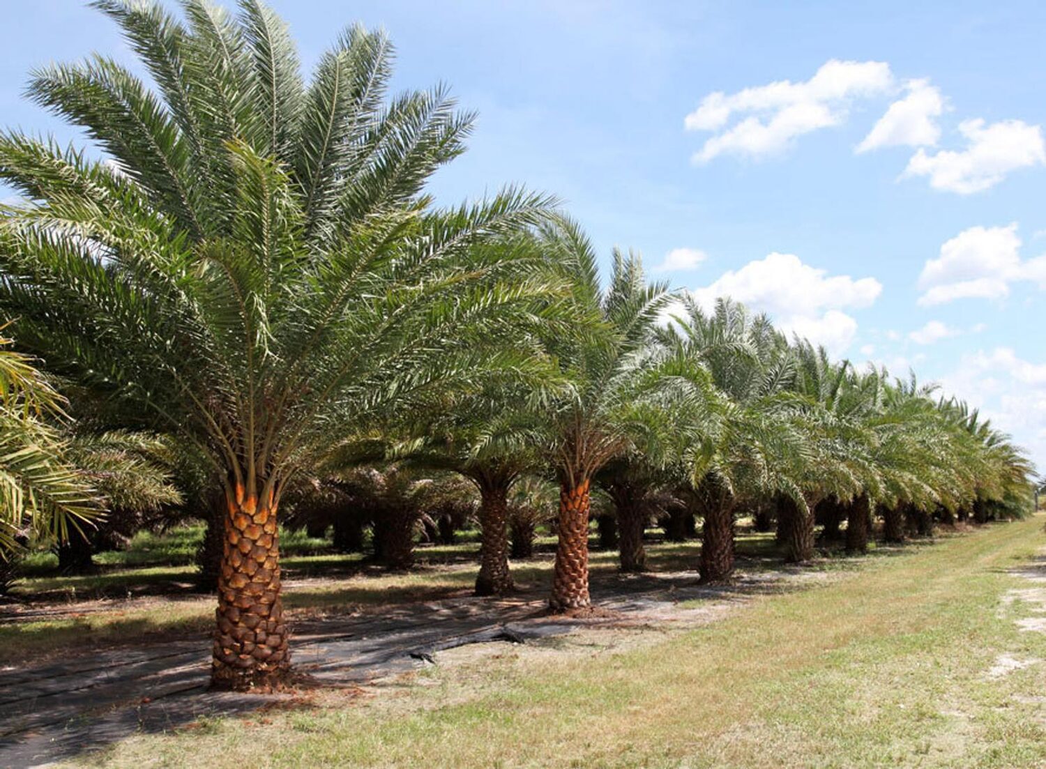 Phoenix sylvestris - Silver Date Palm, Indian Date, Sugar Date Palm or Wild Date Palm - Image 5