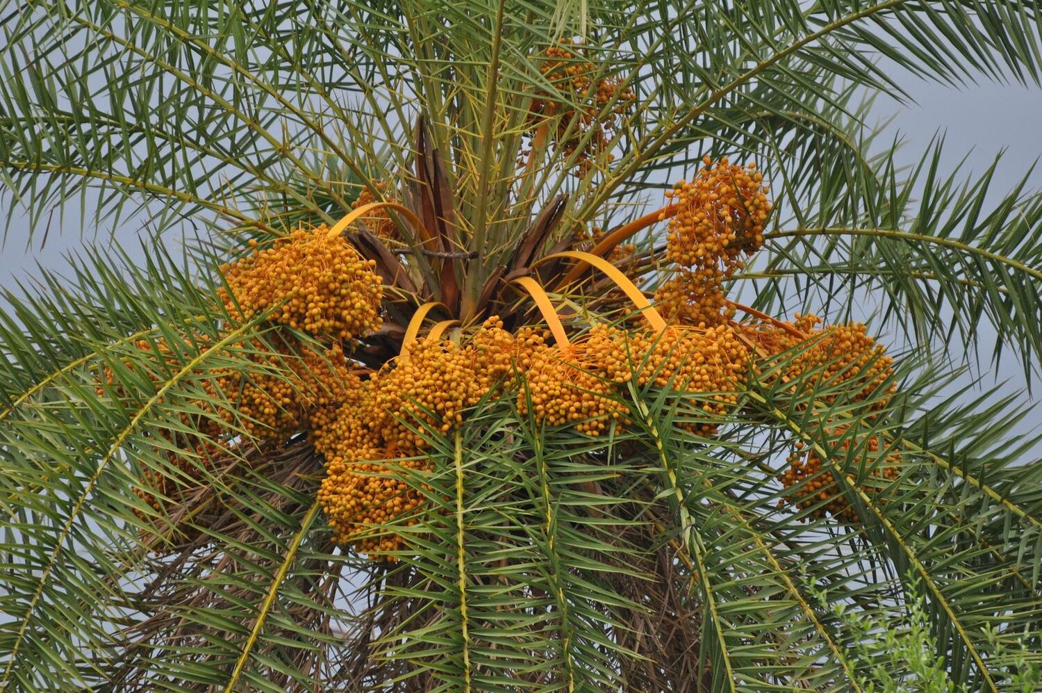 Phoenix sylvestris - Silver Date Palm, Indian Date, Sugar Date Palm or Wild Date Palm - Image 6
