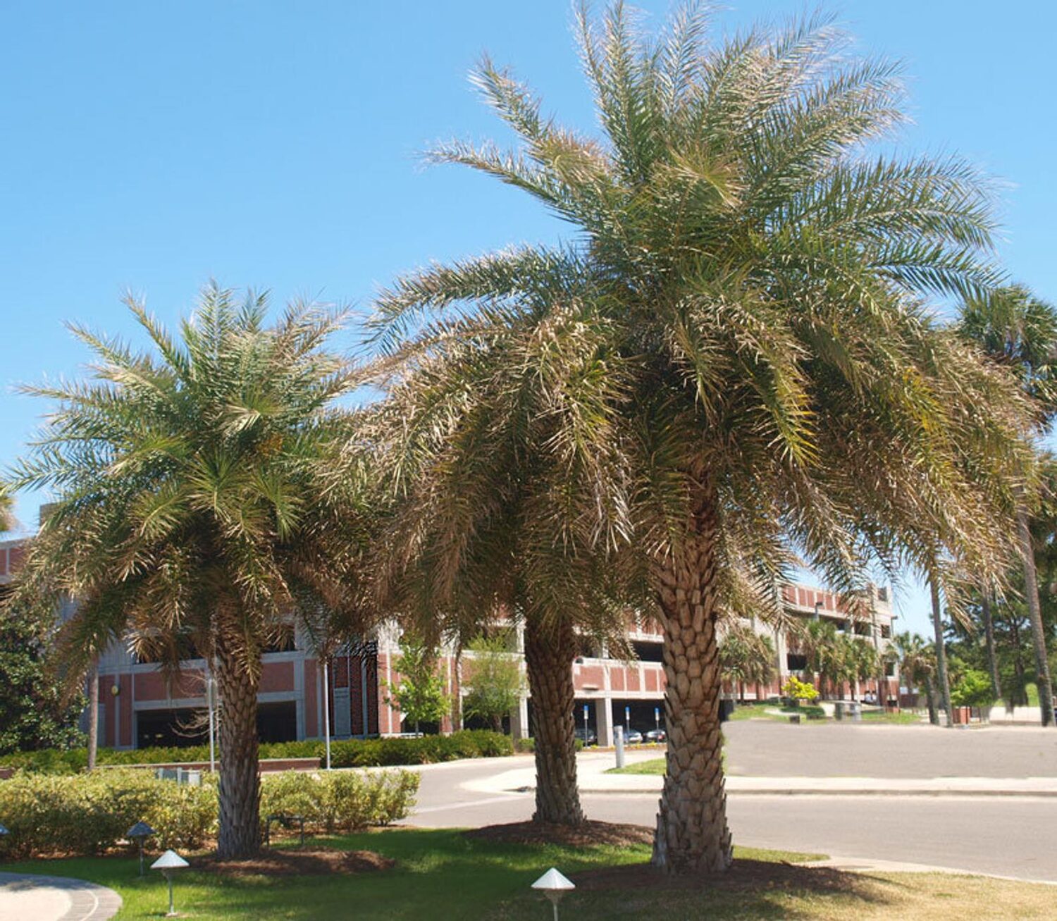 Phoenix sylvestris - Silver Date Palm, Indian Date, Sugar Date Palm or Wild Date Palm - Image 9