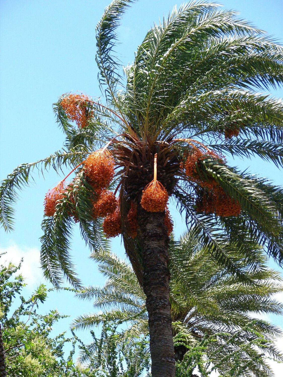Phoenix sylvestris - Silver Date Palm, Indian Date, Sugar Date Palm or Wild Date Palm - Image 10