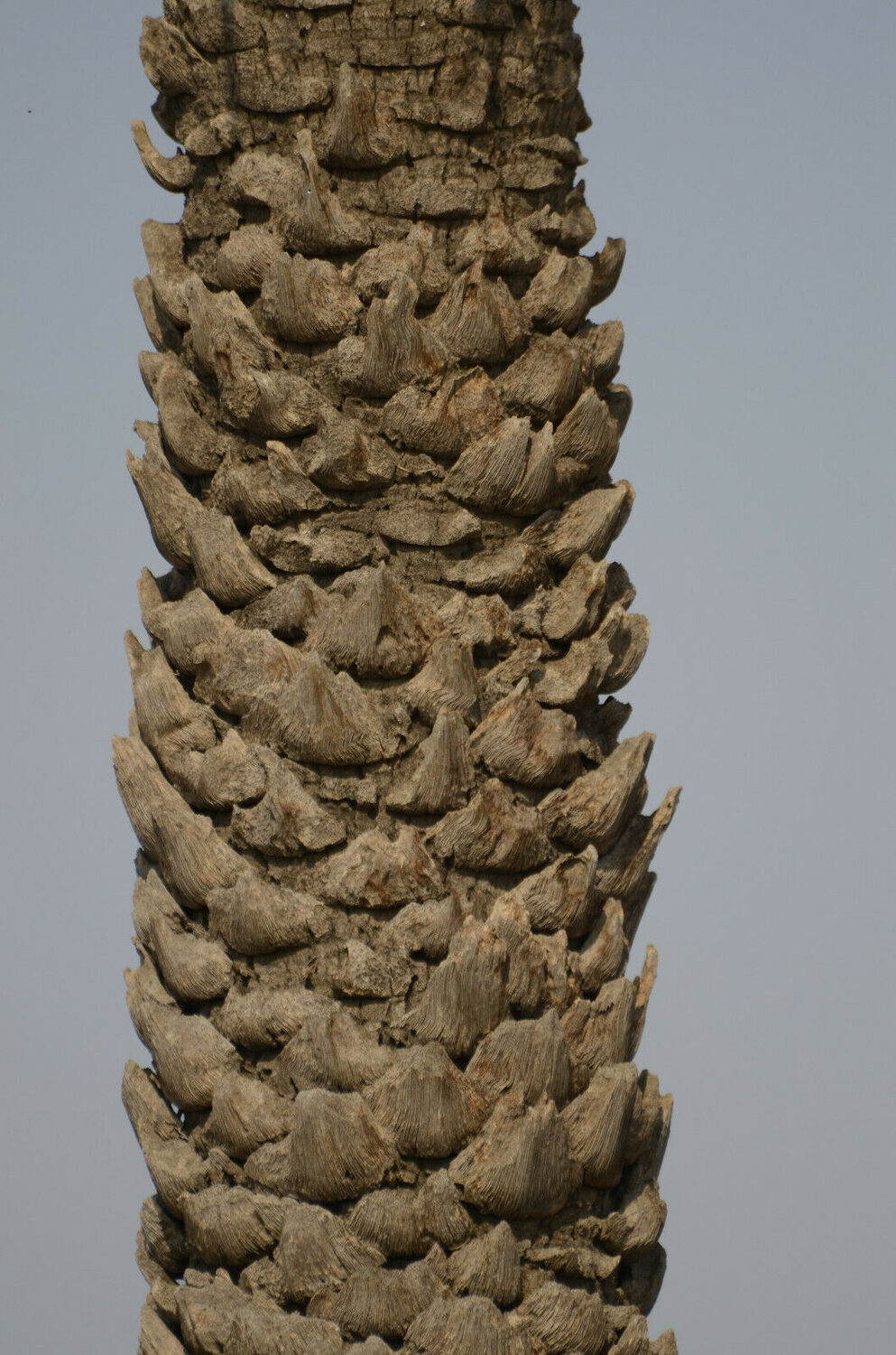 Phoenix sylvestris - Silver Date Palm, Indian Date, Sugar Date Palm or Wild Date Palm - Image 11