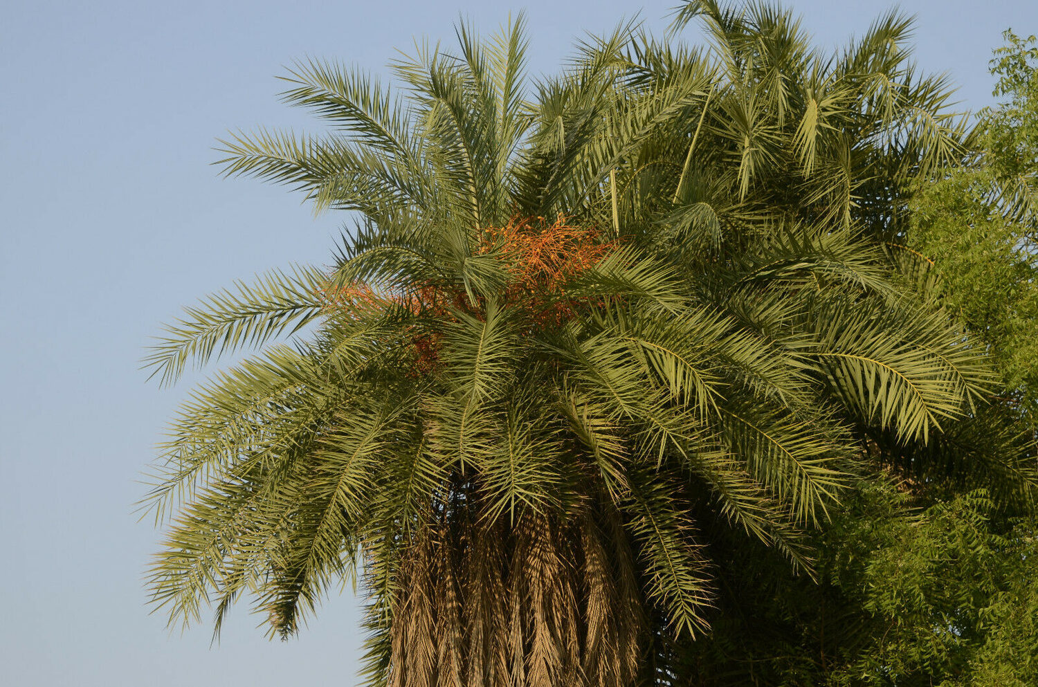 Phoenix sylvestris - Silver Date Palm, Indian Date, Sugar Date Palm or Wild Date Palm - Image 12