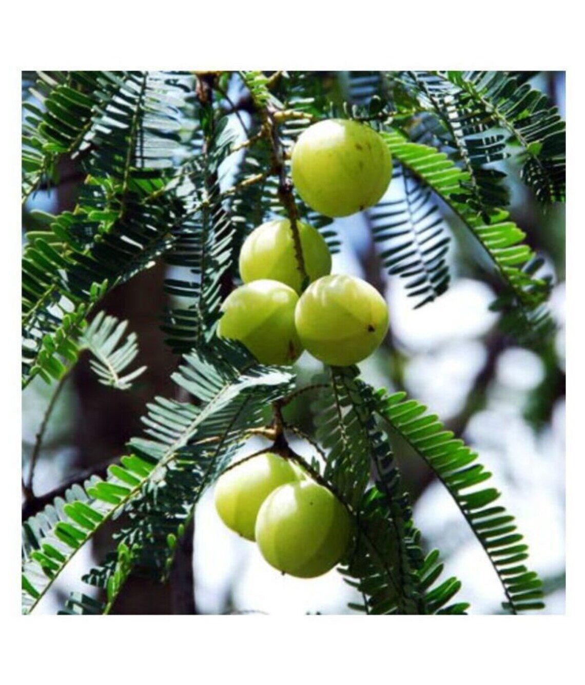 Phyllanthus acidus - Star Gooseberry