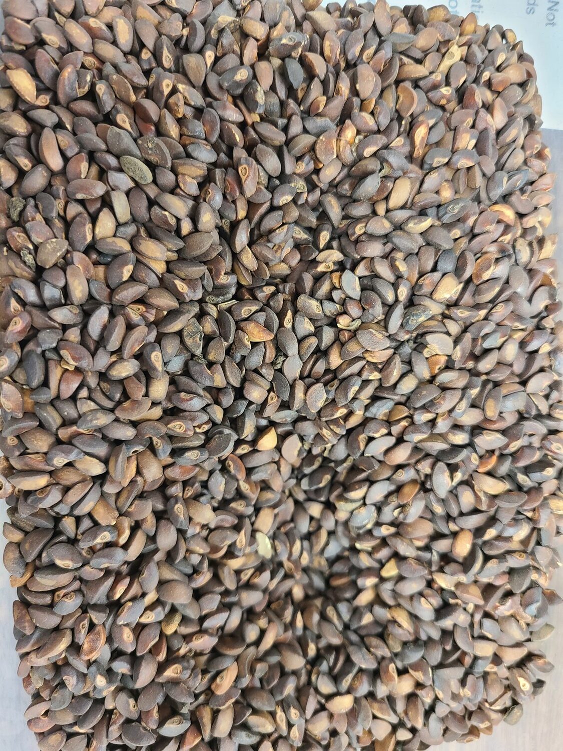 Phyllanthus acidus - Star Gooseberry - Image 3