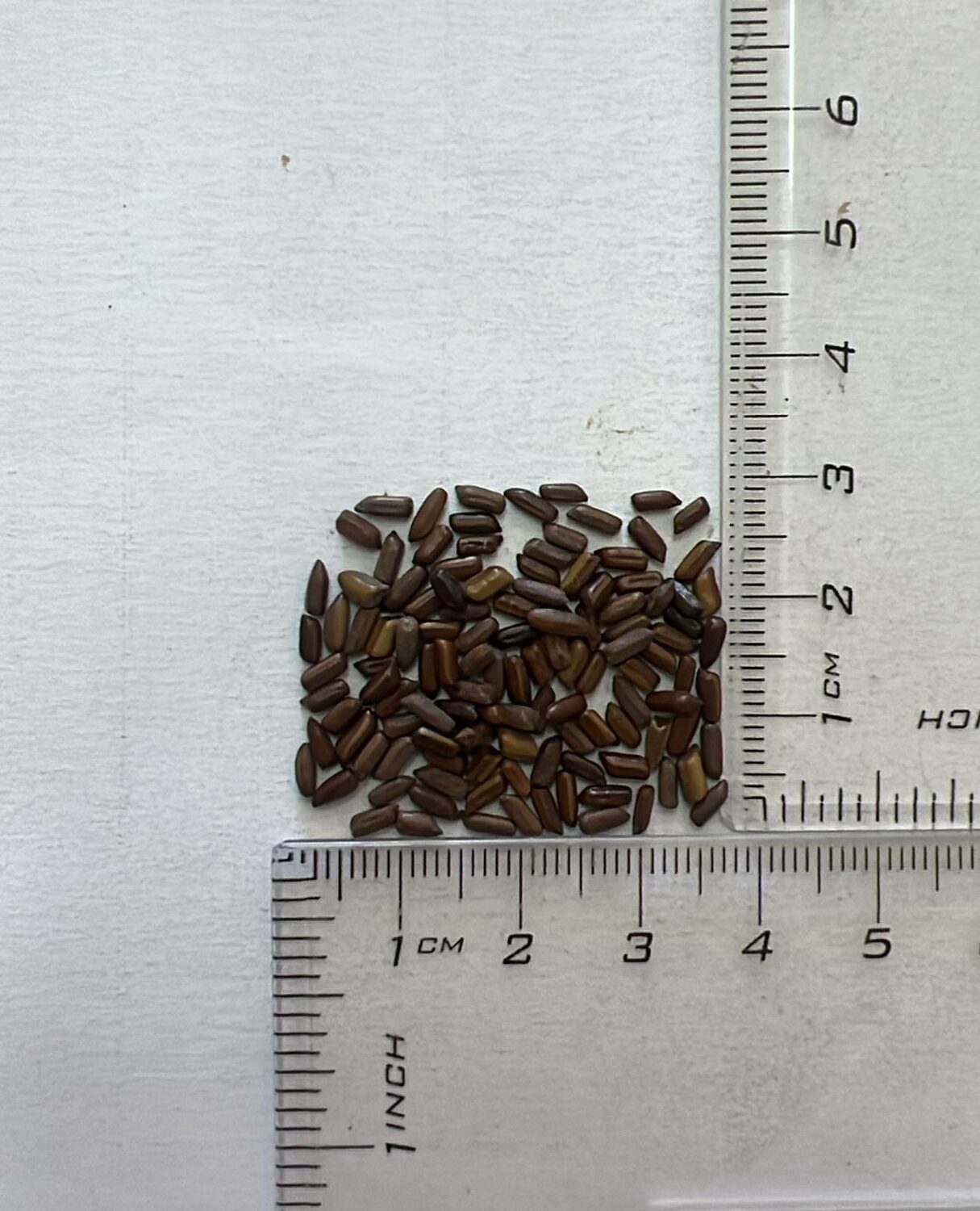 Phyllanthus acidus - Star Gooseberry - Image 7