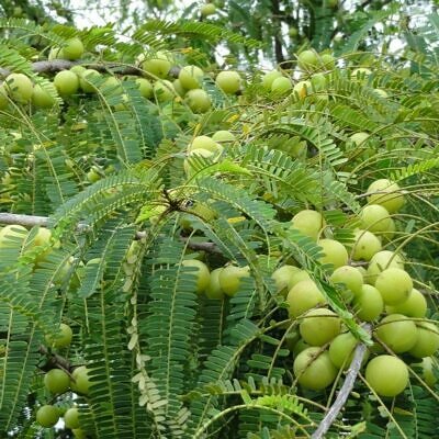 Phyllanthus emblica - Amla, Indian Gooseberry, Emblica, Amalaki