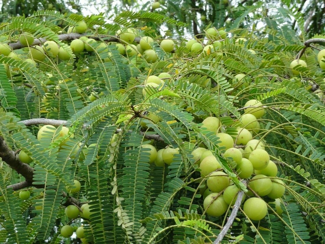 Phyllanthus emblica - Amla, Indian Gooseberry, Emblica, Amalaki