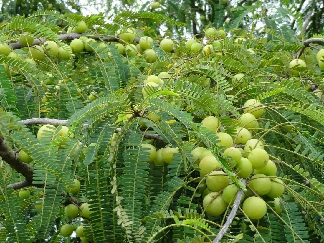 Phyllanthus emblica - Amla, Indian Gooseberry, Emblic Myrobalan, Malacca Tree