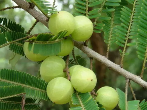 Phyllanthus emblica - Amla, Indian Gooseberry, Emblic Myrobalan, Malacca Tree - Image 3