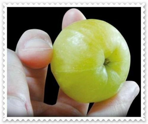 Phyllanthus emblica - Amla, Indian Gooseberry, Emblica, Amalaki - Image 5