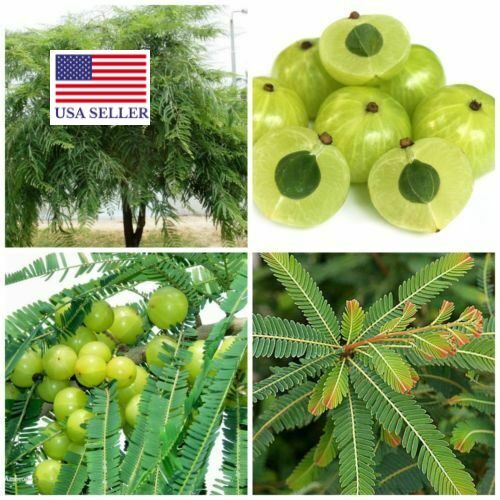 Phyllanthus emblica - Amla, Indian Gooseberry, Emblica, Amalaki - Image 8