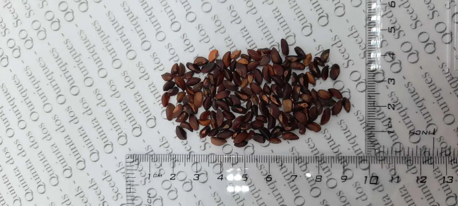 Phyllanthus emblica - Amla, Indian Gooseberry, Emblic Myrobalan, Malacca Tree - Image 8