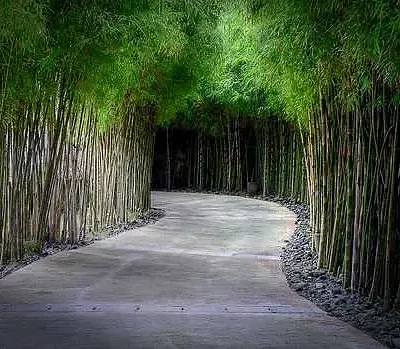 Phyllostachys edulis / Phyllostachys pubescens - Moso Bamboo, Tortoise-Shell Bamboo, Mao Zhu