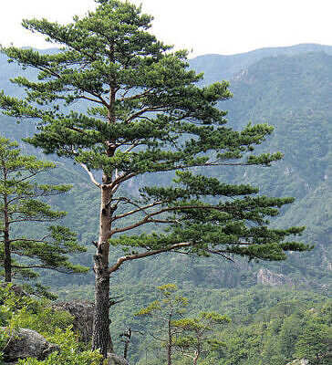 Pinus densiflora - Red japanese pine tree, japanese red pine, akamatsu