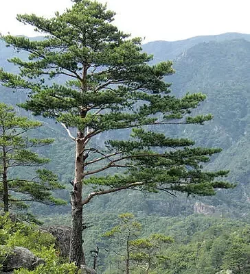 Pinus densiflora - Red japanese pine tree, japanese red pine, akamatsu