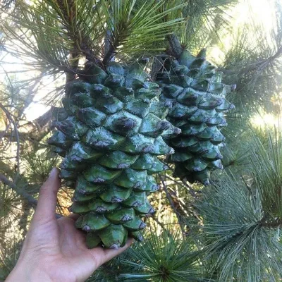 Pinus maximartinezii - Martinez Pinyon, Big-cone Pinyon, Maxipiñon, Pinheiro Zacatecas