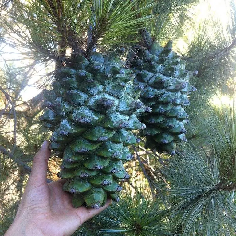 Pinus maximartinezii - Martinez Pinyon, Big-cone Pinyon, Maxipiñon, Pinheiro Zacatecas
