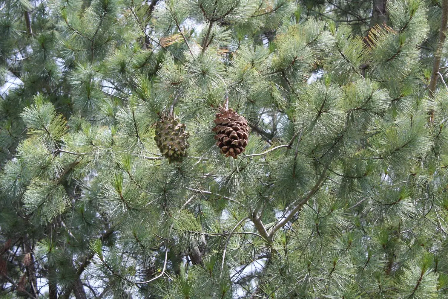 Pinus maximartinezii - Martinez Pinyon, Big-cone Pinyon, Maxipiñon, Pinheiro Zacatecas - Image 3