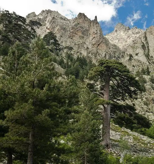 Pinus nigra subsp. laricio - Pinheiro-larício, Austrian Pine, Black Pine, Corsica, Corsican Pine, Corsican La - Image 3