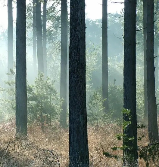 Pinus nigra subsp. laricio - Pinheiro-larício, Austrian Pine, Black Pine, Corsica, Corsican Pine, Corsican La - Image 5