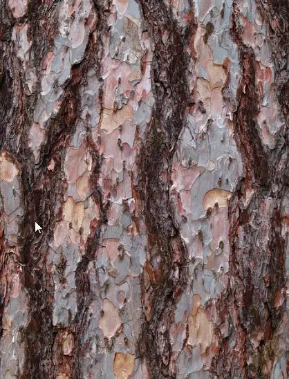 Pinus nigra subsp. laricio - Pinheiro-larício, Austrian Pine, Black Pine, Corsica, Corsican Pine, Corsican La - Image 7