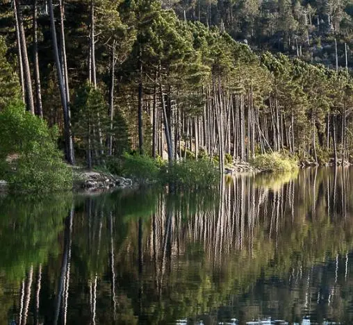 Pinus nigra subsp. laricio - Pinheiro-larício, Austrian Pine, Black Pine, Corsica, Corsican Pine, Corsican La - Image 8