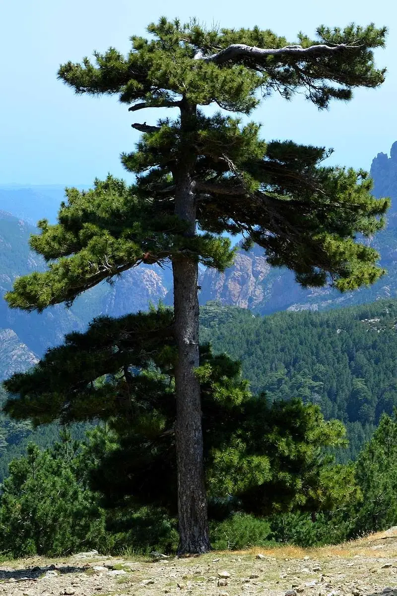 Pinus nigra subsp. laricio - Pinheiro-larício, Austrian Pine, Black Pine, Corsica, Corsican Pine, Corsican La - Image 10