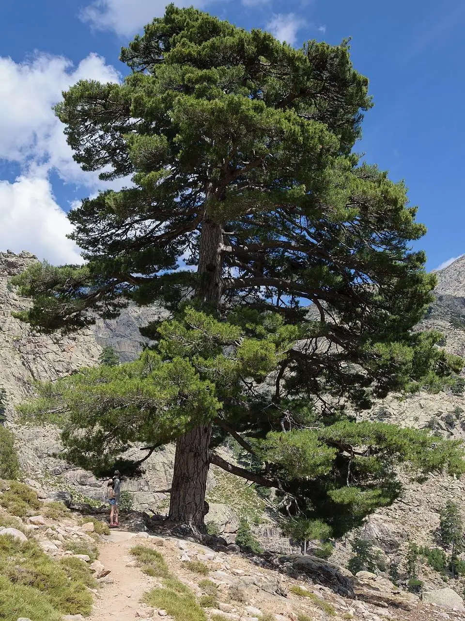 Pinus nigra subsp. laricio - Pinheiro-larício, Austrian Pine, Black Pine, Corsica, Corsican Pine, Corsican La - Image 12