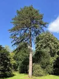 Pinus nigra subsp. laricio - Pinheiro-larício, Austrian Pine, Black Pine, Corsica, Corsican Pine, Corsican La - Image 14