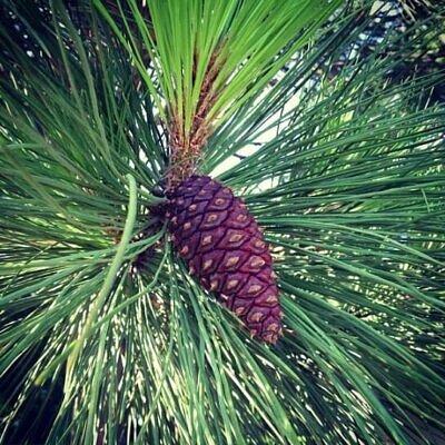 Pinus ponderosa - Ponderosa Pine, Western Yellow Pine, Bull Pine