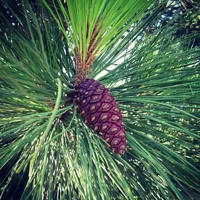 Pinus ponderosa - Ponderosa Pine, Western Yellow Pine, Bull Pine