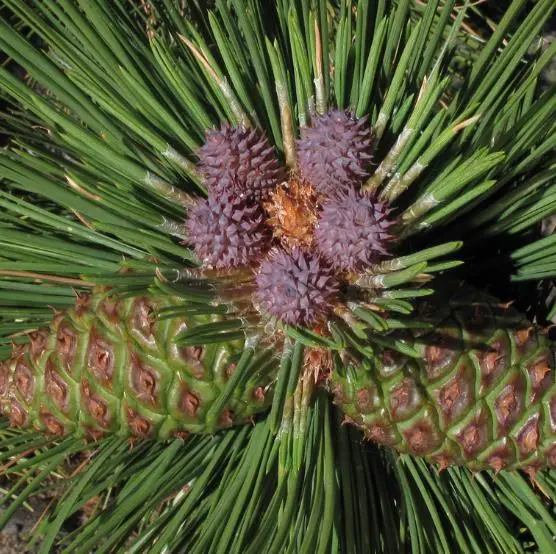 Pinus ponderosa - Ponderosa Pine, Western Yellow Pine, Bull Pine - Image 2