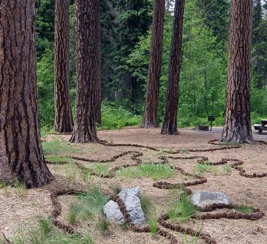 Pinus ponderosa - Ponderosa Pine, Western Yellow Pine, Bull Pine - Image 4