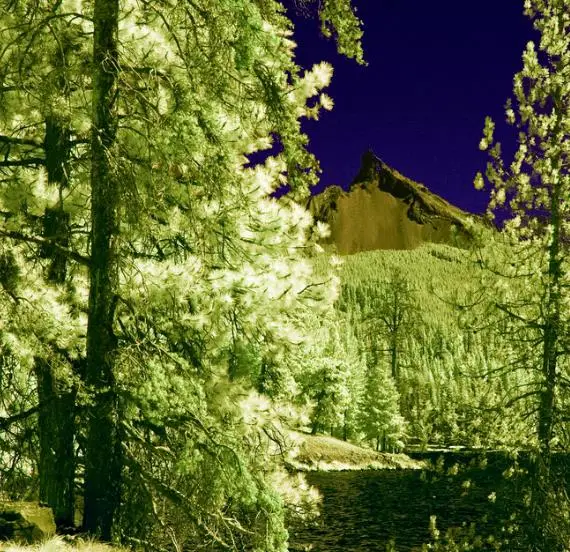 Pinus ponderosa - Ponderosa Pine, Western Yellow Pine, Bull Pine - Image 5