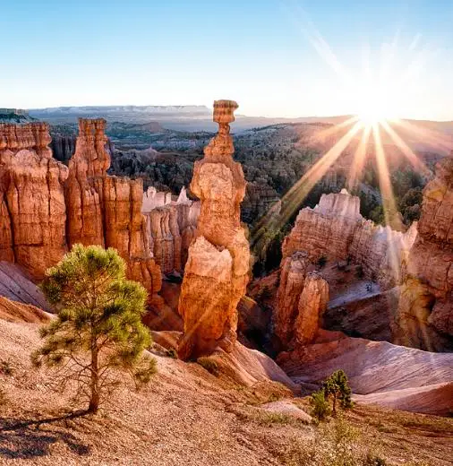 Pinus ponderosa - Ponderosa Pine, Western Yellow Pine, Bull Pine - Image 6