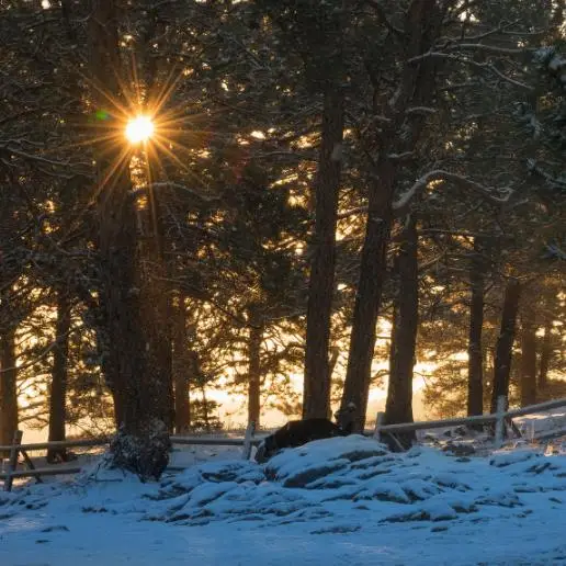 Pinus ponderosa - Ponderosa Pine, Western Yellow Pine, Bull Pine - Image 7