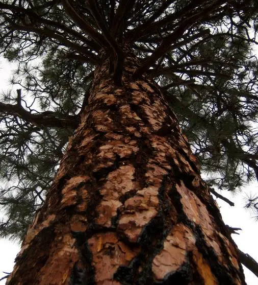 Pinus ponderosa - Ponderosa Pine, Western Yellow Pine, Bull Pine - Image 8