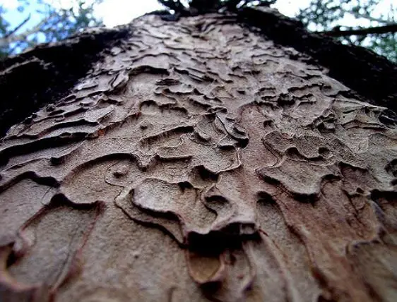 Pinus ponderosa - Ponderosa Pine, Western Yellow Pine, Bull Pine - Image 9