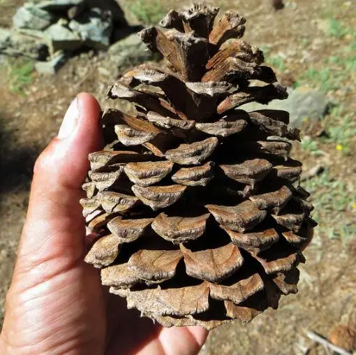 Pinus ponderosa - Ponderosa Pine, Western Yellow Pine, Bull Pine - Image 10