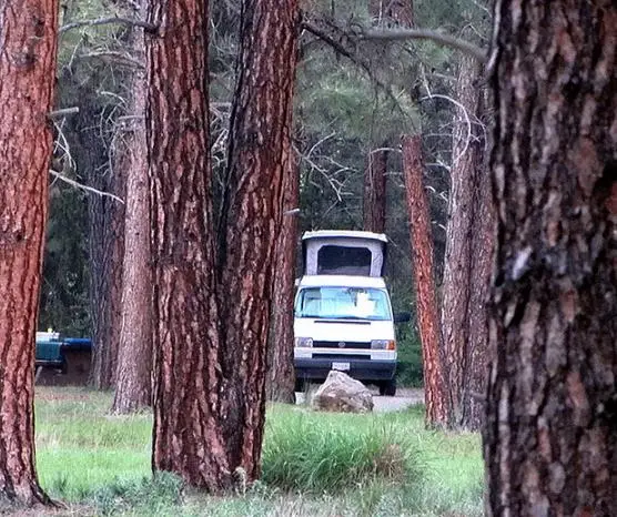 Pinus ponderosa - Ponderosa Pine, Western Yellow Pine, Bull Pine - Image 12