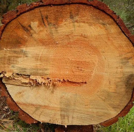 Pinus ponderosa - Ponderosa Pine, Western Yellow Pine, Bull Pine - Image 13