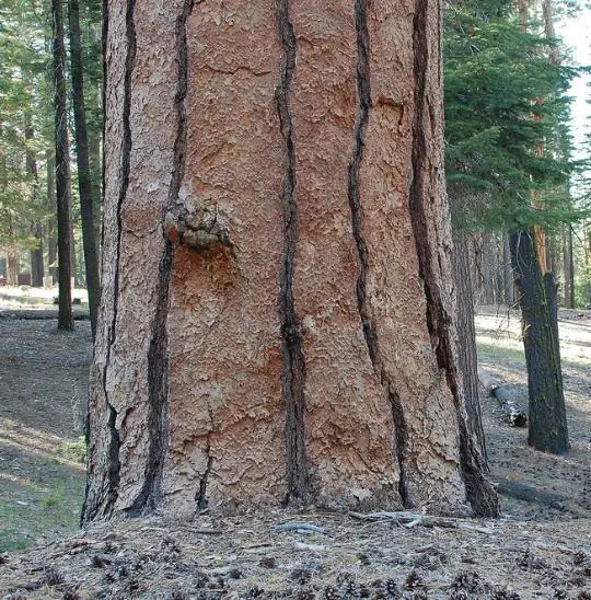 Pinus ponderosa - Ponderosa Pine, Western Yellow Pine, Bull Pine - Image 14