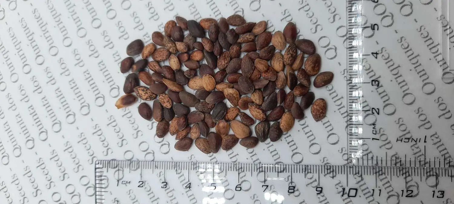 Pinus ponderosa - Ponderosa Pine, Western Yellow Pine, Bull Pine - Image 15