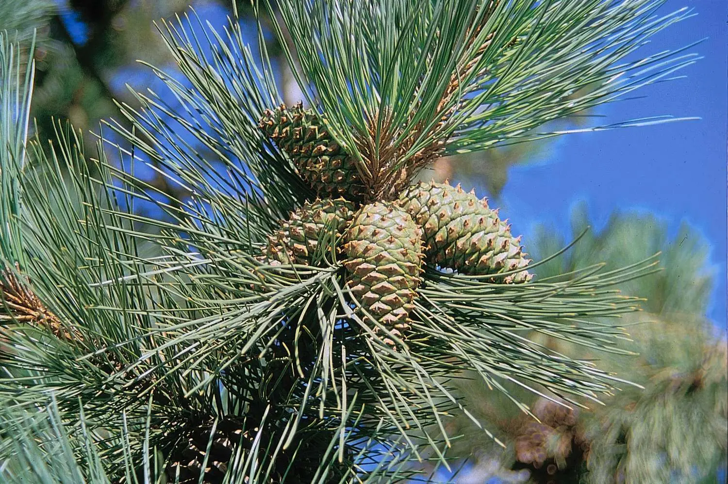 Pinus ponderosa - Ponderosa Pine, Western Yellow Pine, Bull Pine - Image 16